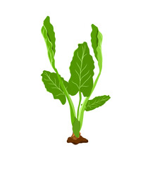 Vector illustration of taro plant or Colocasia esculenta. Plants can be used as cooking ingredients