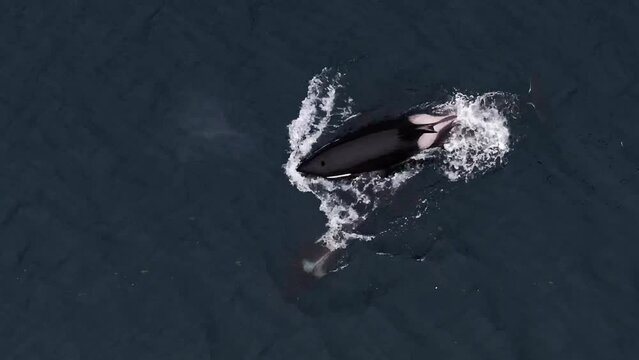 An aerial view provides a unique angle to observe orcas in their natural habitat, skillfully feeding on herring in the northern waters of Norway.