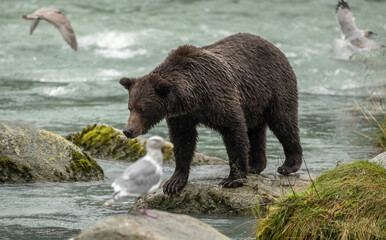 Grizzly bear fishing in stream