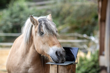 A norwegian fjord horse interacting with a notebook or tablet