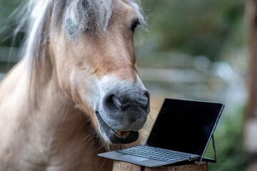 A norwegian fjord horse interacting with a notebook or tablet