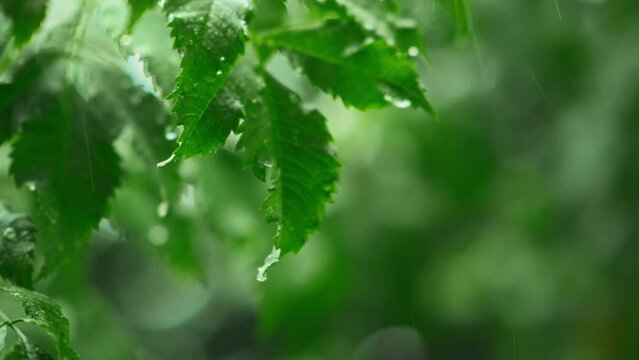 B roll - Close up of rainfall in jungle, rain drop on leaf tree, Raining shower in the dense forest, Green nature concept. Slow motion.