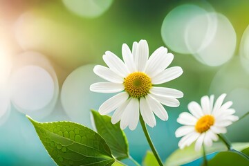 Vibrant Gerbera Garden