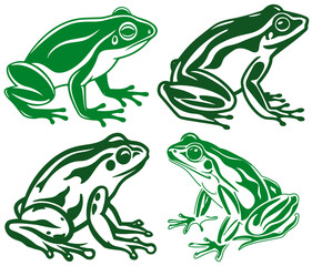 green frog on white background