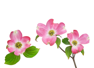 ハナミズキ　4月撮影