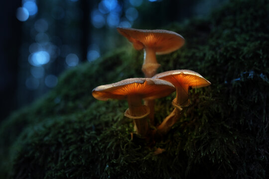 Leuchtende Pilze