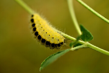 Caterpillar of the Zygaena carniolica butterfly on a grass stem.