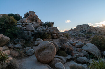 Landscape shot of Joshua tree national park around sunset.