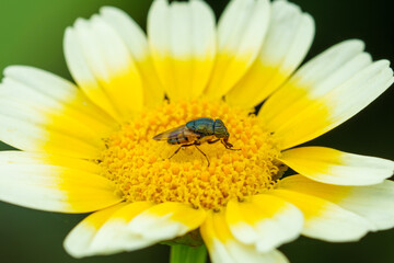Obraz premium A closeup shot of a fly(Stomorhina lunata)on a flower