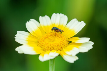 Fototapeta premium A closeup shot of a fly(Stomorhina lunata)on a flower