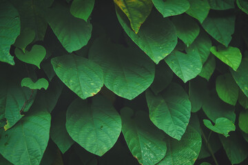 Green leaf background, dark background.