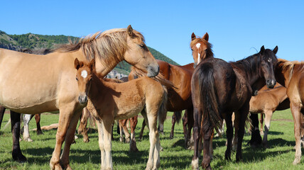 Obraz premium Small herd of red horses with foals. Free grazing of the herd in a picturesque place against the background of a mountain and a green forest. Livestock looks directly into the camera.