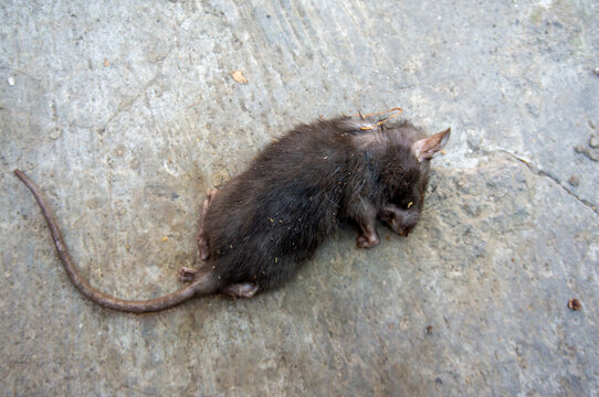 a dead rat that was poisoned