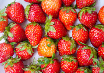 Fresh strawberries just picked from the tree on a white background