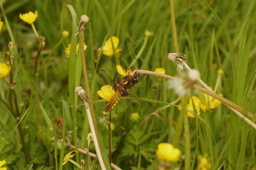 Closeup on a colorful female Broad-bodied chaser, Libellula depressa, hanging in the grass