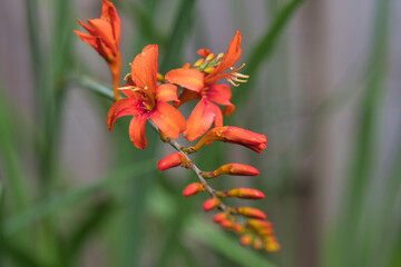 Crocosmia jupiter, red flower in the garden made in the Netherlands