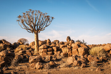 Quiver tree (Aloe Dichotoma), Keetmanshoop, Namibia. A recognized Namibia landmark. - obrazy, fototapety, plakaty