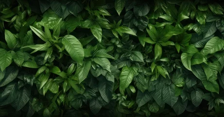 Poster lush green foliage texture, showcasing detailed leaves and vibrant colors © Stock Pix