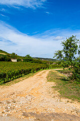 Paysage vignoble