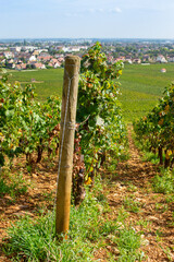 Paysage vignoble