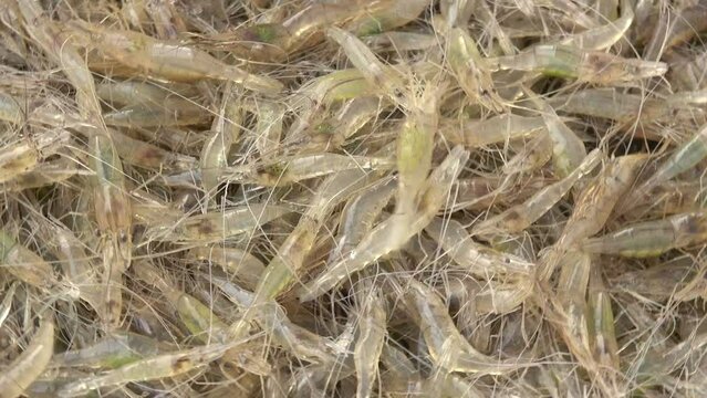 Group of fresh shrimps in the market