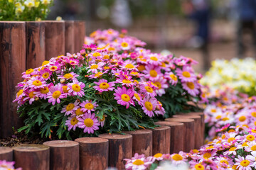 ピンクのカモミール