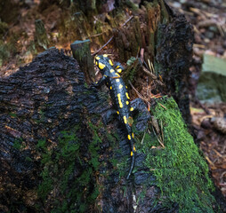 Jaszczurka Salamandra w mokrym jesiennym lesie © kubikactive