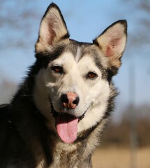 Close-up head portrait of a pretty husky looking directly at the camera and standing in the garden