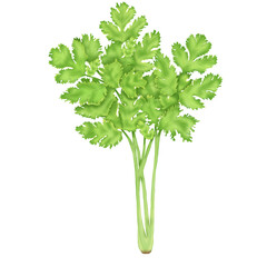 Coriander