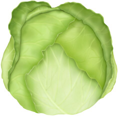 Cabbage