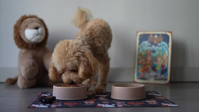 Eating and drinking a very cute poodle - ASMR