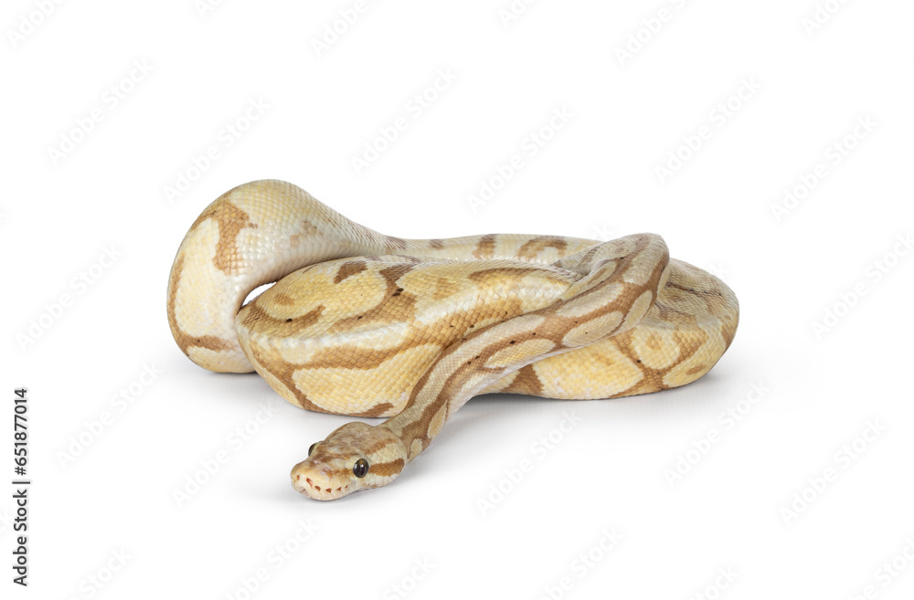 Poster cute yellowish ball python, curled up. head on surface slithering to the fornt, looking to camera. i