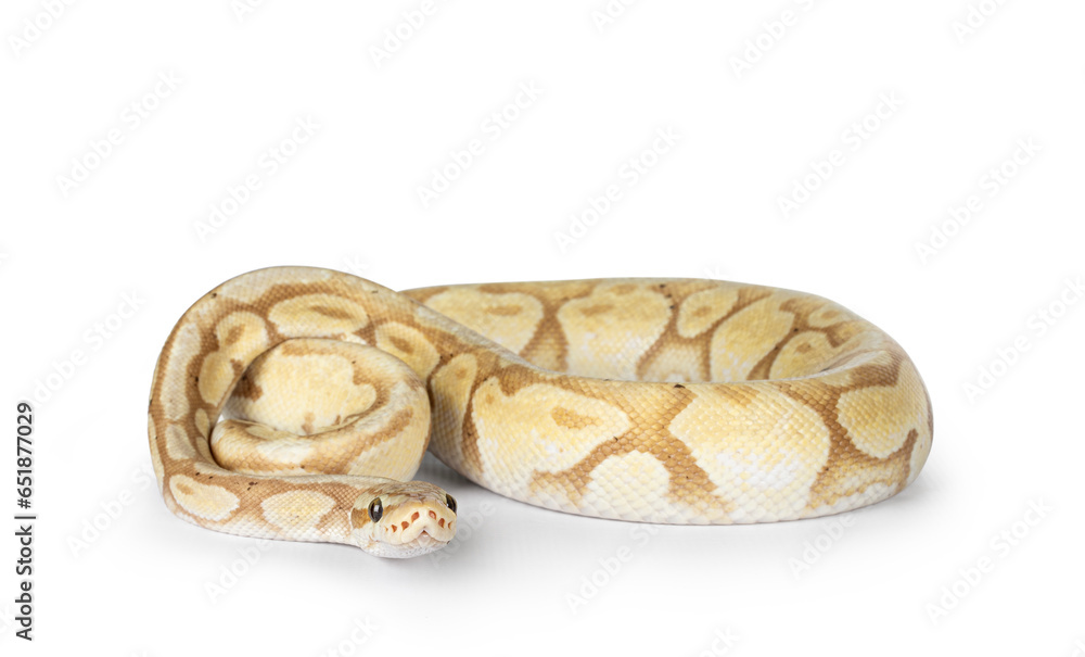 Poster cute yellowish ball python, curled up. head down on surface, looking towards camera. isolated on a w