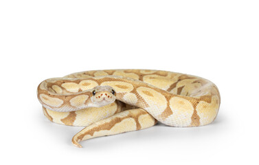 Cute yellowish ball python, curled up. Head on body, looking straight to camera. Isolated on a white background.