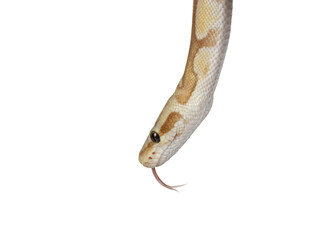 Head shot of cute yellowish ball python, isolated on a white background. Tongue out.
