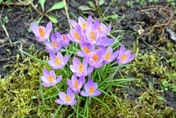 Violet crocus flowers grew wild in the field