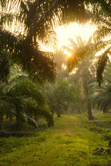 Selective focus picture of palm tree leaves during sunrise inside palm oil estate.