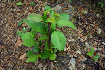 A small tree grows in the litter