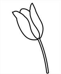 tulip isolated on black