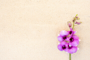 Orchids on beach sand background.