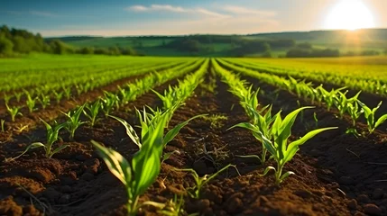 Fototapeten Agriculture shot rows of young corn plants growing on a vast field with dark fertile soil leading to the horizon © Lucky Ai