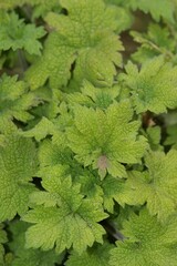 Closeup portrait on emerging foliage of a Motherwort, Leonurus cardiaca, plant in the garden