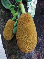 Many jackfruits or Nangka in the Indonesian language are on the tree branch. Eye level angle....