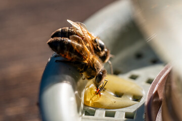 Bee on a drinking bowl with sweet water in an apiary, closeup, macro. Feeding of bees during the absence of honey collection. Bees close-up on a jar of water and yellow syrup