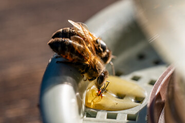 Bee on a drinking bowl with sweet water in an apiary, closeup, macro. Feeding of bees during the...