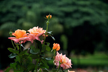 Head of Rose Flower Bush