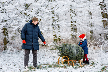 Happy little girl and dad pushing Christmas tree on sleigh. Preschool child with father, young man...