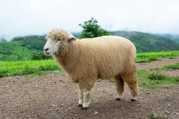 Sheep farm on the grass of the mountains