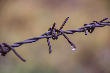 Raindrop hanging from barbed wire close-up