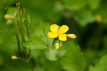 Single celandine flower close up